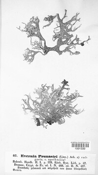 Evernia prunastri image